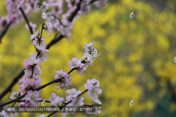桃花,迎春花背景