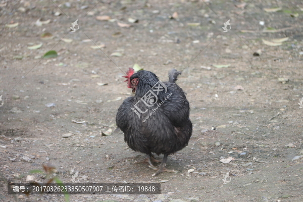 烏雞