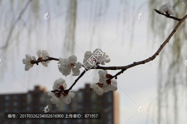 桃花,建筑背景,春天