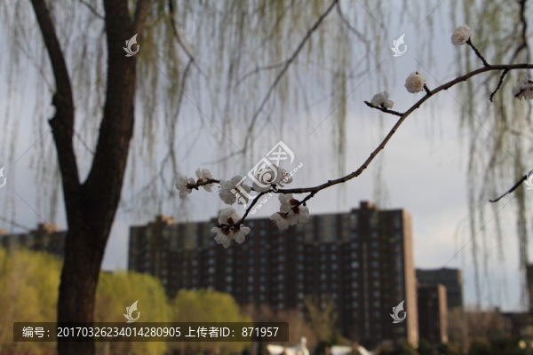 桃花,建筑背景,春天