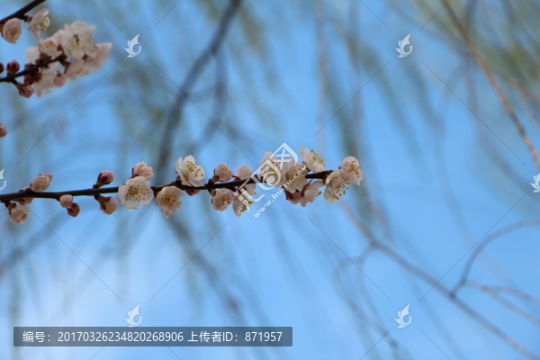 桃花,春天