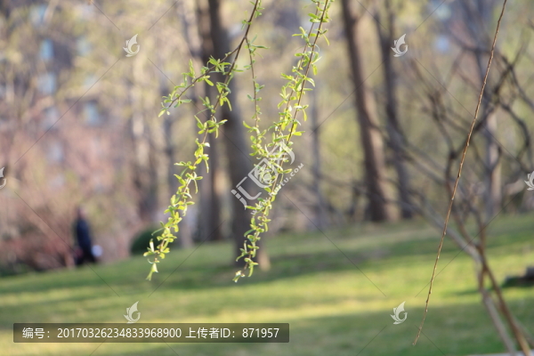 柳樹,春天,背景