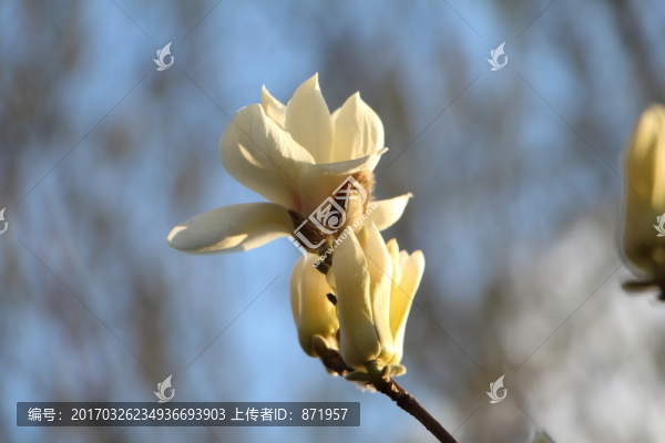 玉蘭花,春天