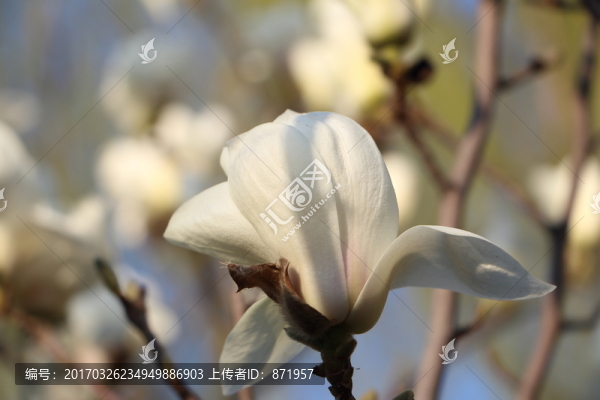 玉蘭花,,春天,背景