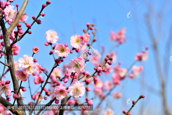 梅花