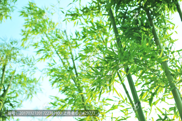 竹林,竹竿