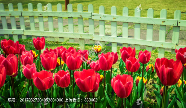 郁金香盛開(kāi)圖片