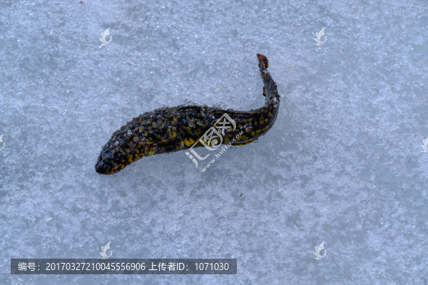 鲇魚