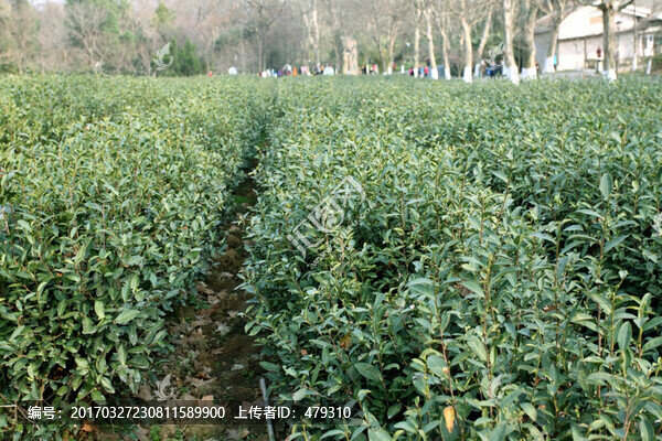 雨花茶,茶樹,茶葉樹