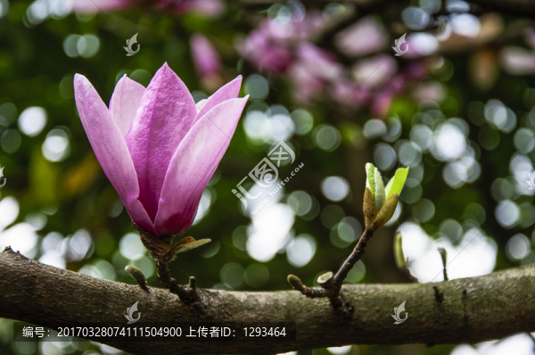玉蘭花,廣玉蘭
