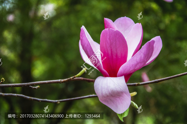 玉蘭花,廣玉蘭