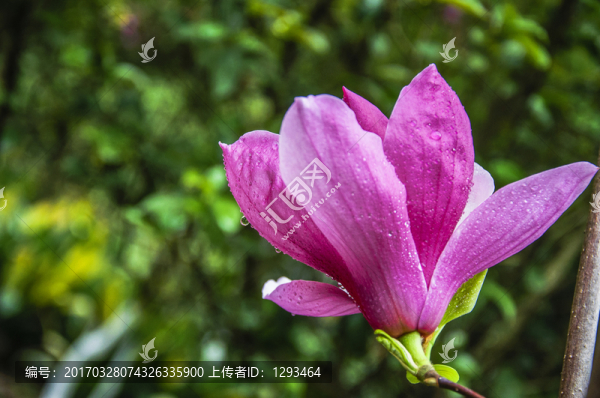 玉蘭花,廣玉蘭
