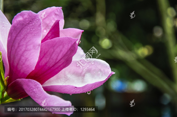 玉蘭花,廣玉蘭