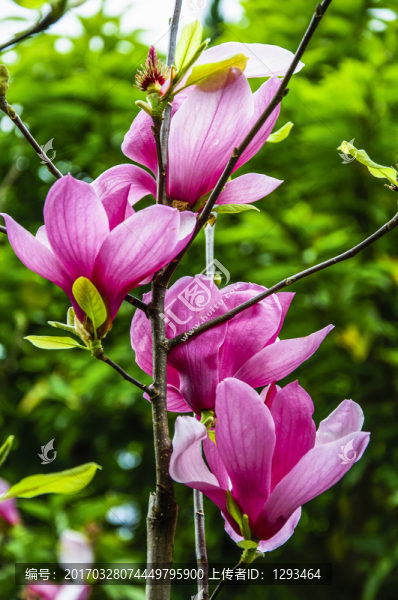 玉蘭花,廣玉蘭
