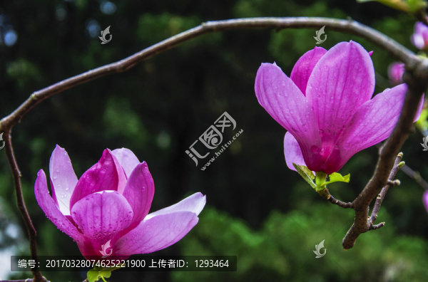 玉蘭花,廣玉蘭