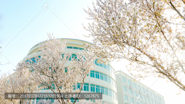 繁花似錦