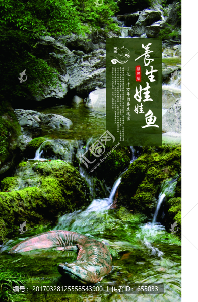 野生,娃娃魚,大鯢