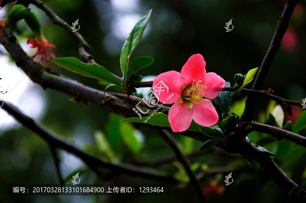 小葉海棠