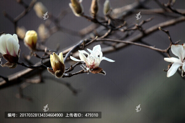 玉蘭花
