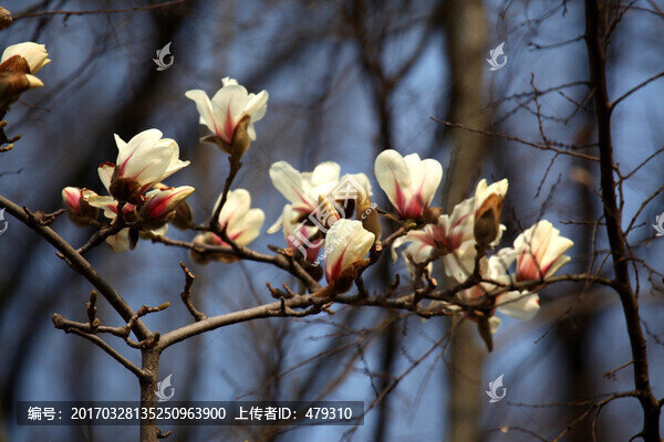玉蘭花