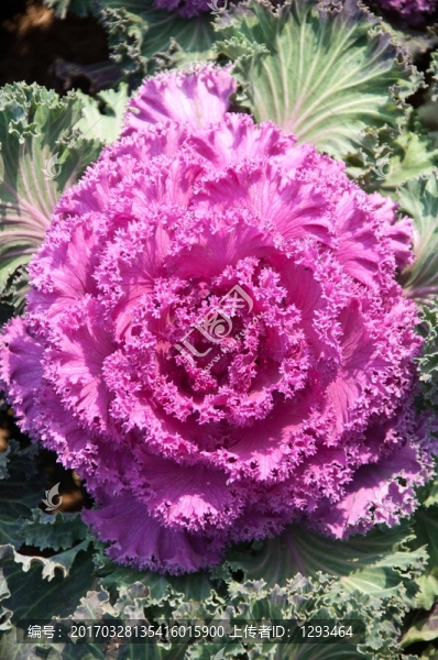 紫甘藍(lán)花