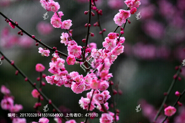 梅花,梅花樹,早春,春天