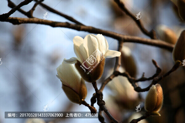 玉蘭花,白色