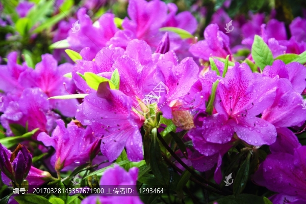紫色杜鵑花