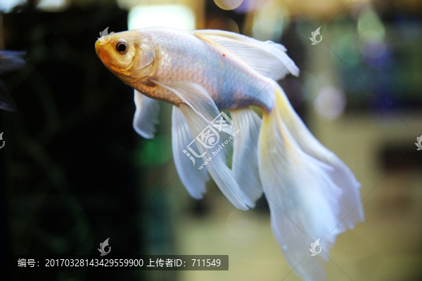 水族箱觀賞魚
