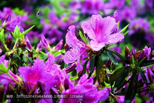 紫色杜鵑花