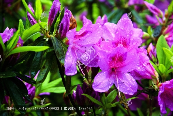 紫色杜鵑花