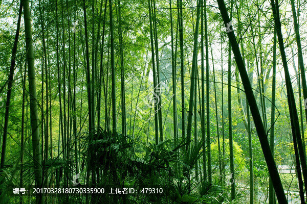 竹林,竹子