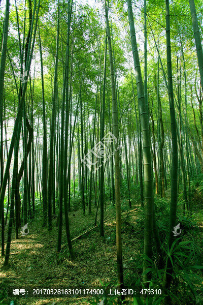 竹林,竹子,高清竹子,高清竹林