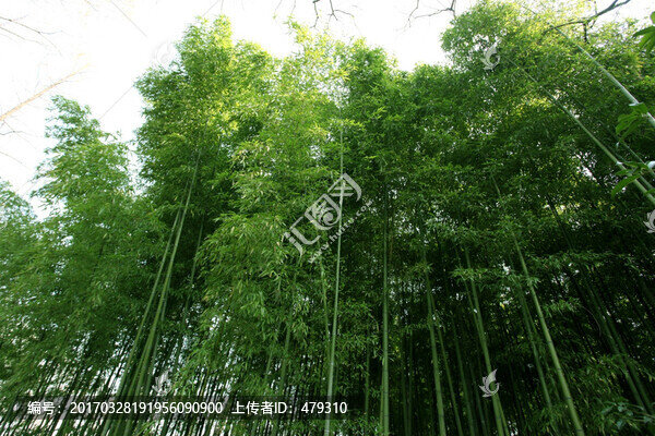竹林,竹子,高清竹子,高清竹林