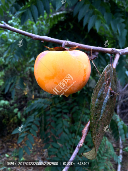 柿子,柿,火棘,特產(chǎn),水果