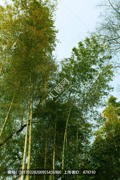 竹林