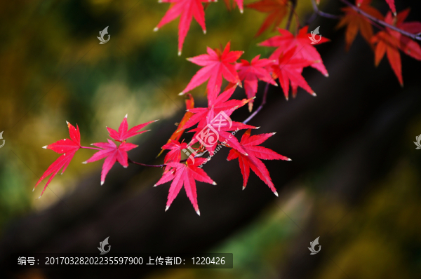 楓葉