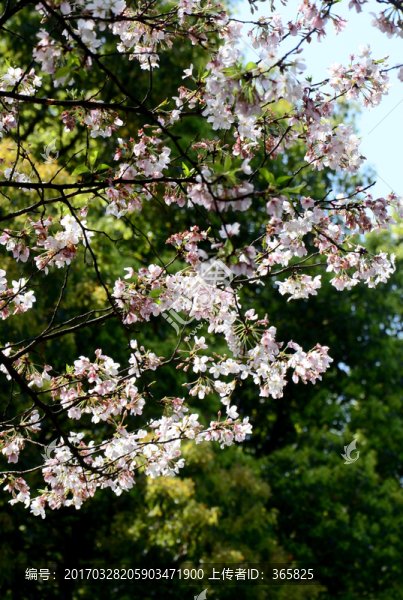 櫻花