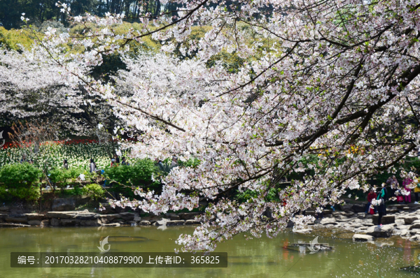 櫻花