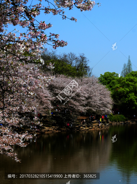 櫻花