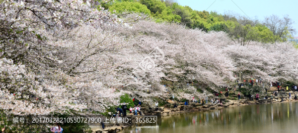櫻花