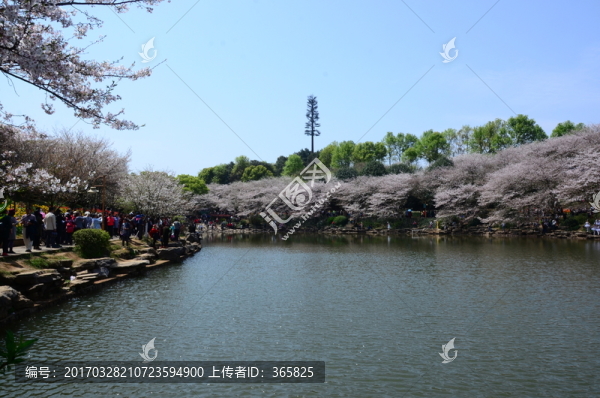 櫻花