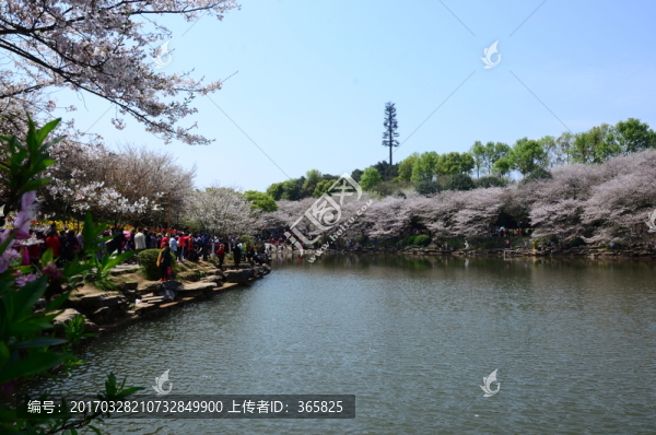 櫻花