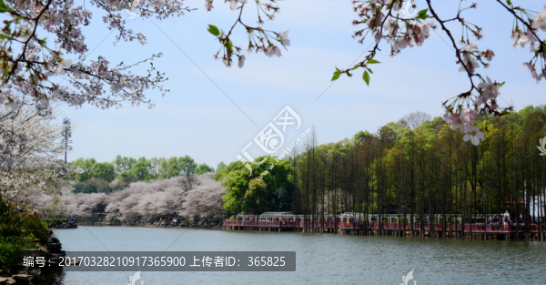 櫻花