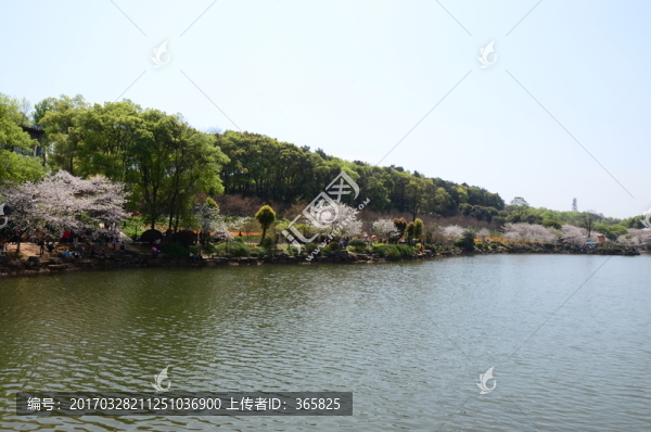 櫻花