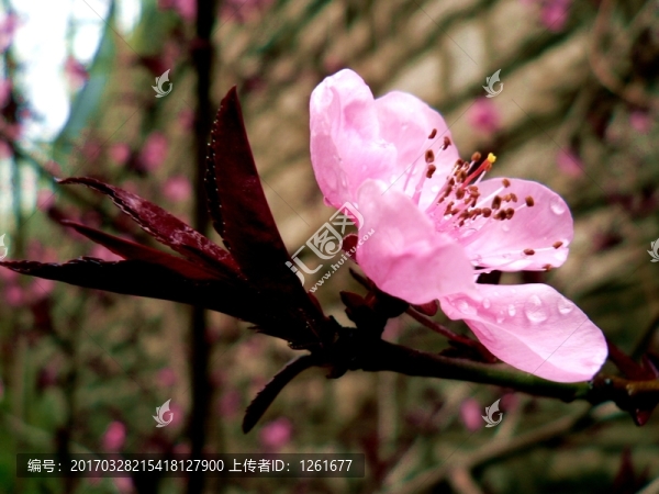 雨潤榆葉梅
