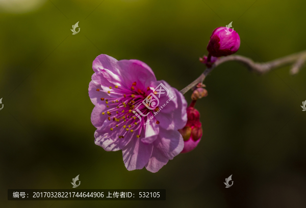 紅梅花兒開(kāi)