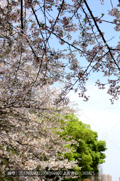 櫻花