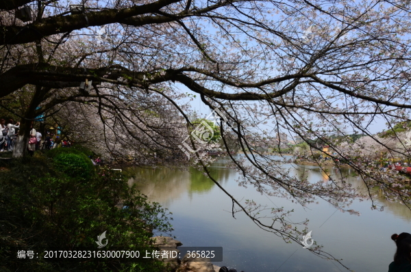 櫻花