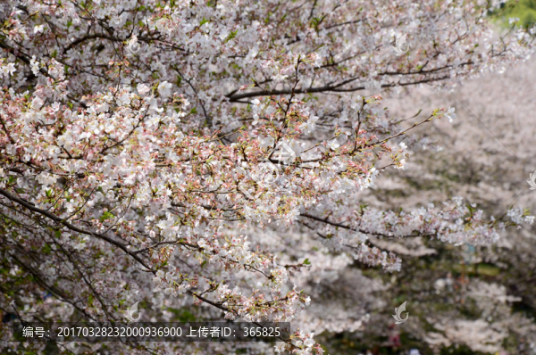 櫻花